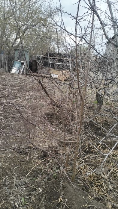 Продам саженцы сливы