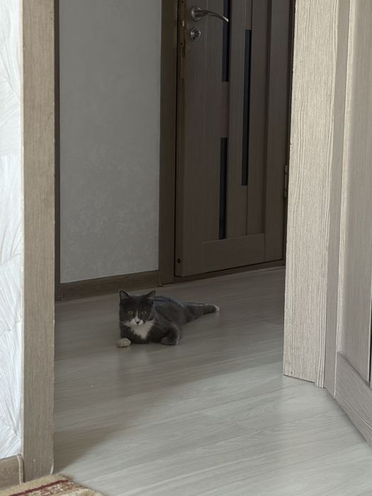 Шотландская прямоухая кошка