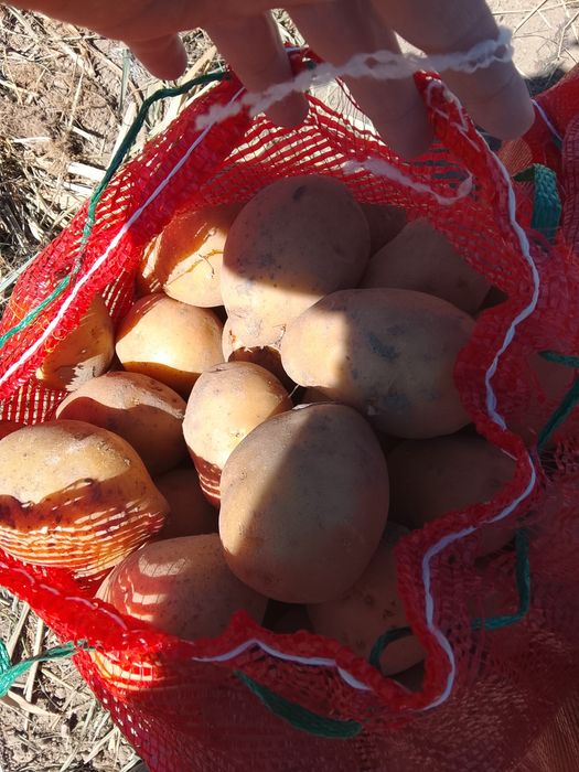 Продам картофель