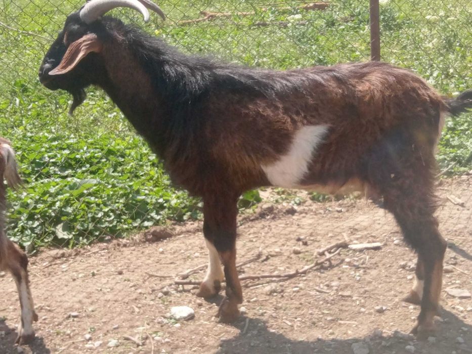 Vând doi Țapi de prasila