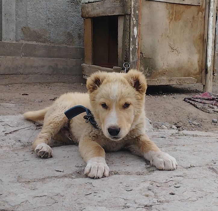 Алабай күшігі сатылады Еркек.