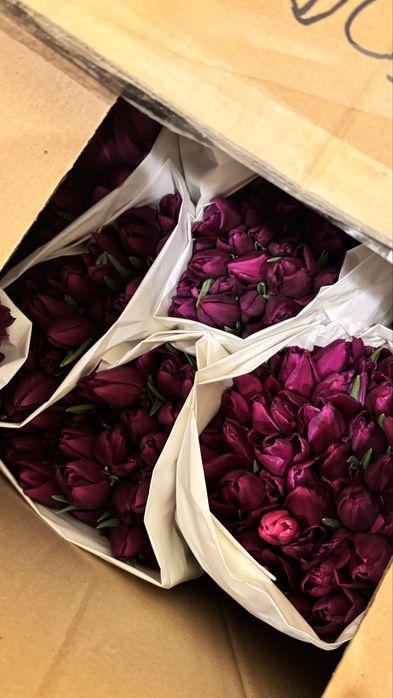 Тюльпаны к 8 марта