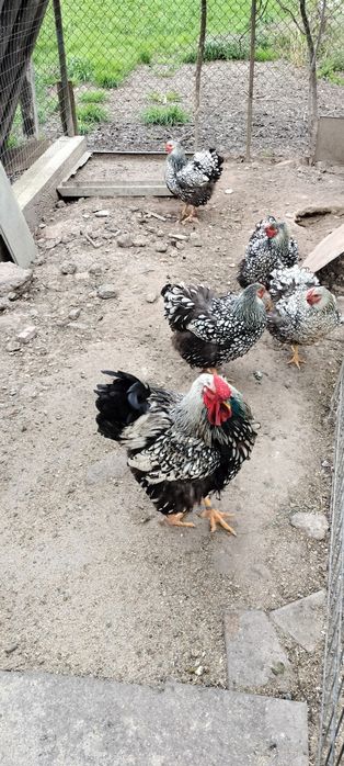 Pui Wyandotte argintiu