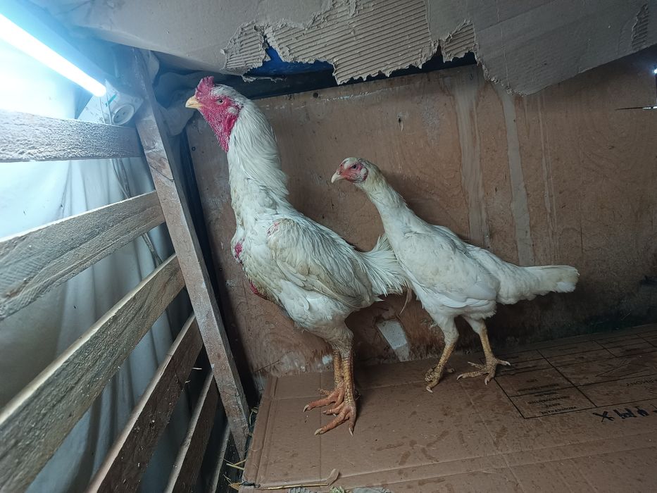 Dakan xoroz tovuq srochna sotlad