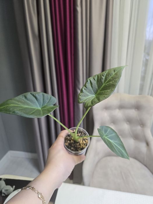 Продам алоказию регал шилдс