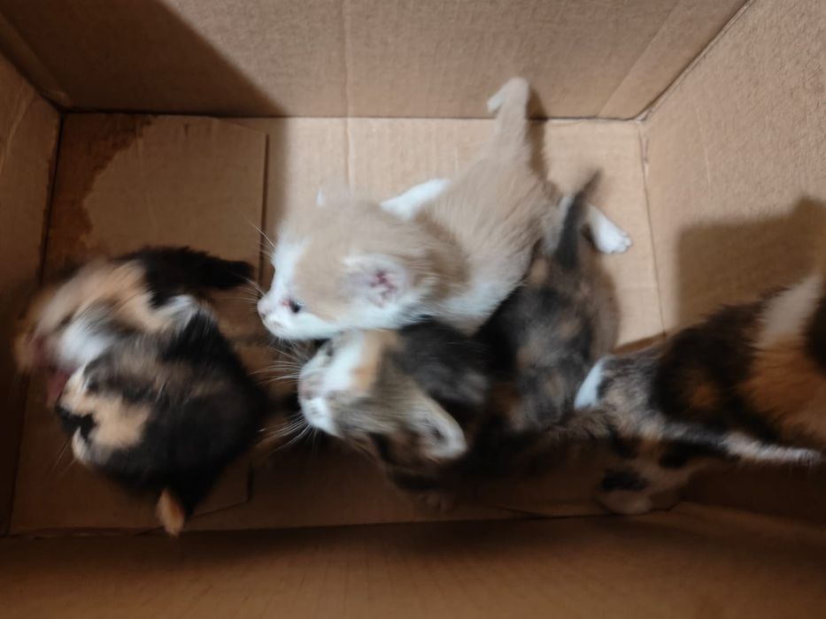 Отдам котят в добрые руки