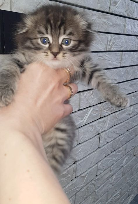 Веслоухие девочки игривые, и активные