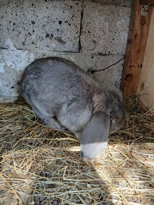 Vând mascul Berbec German!