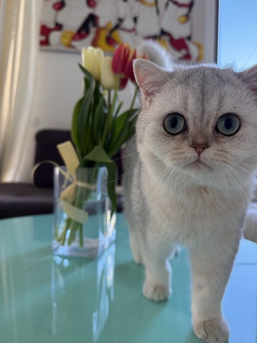 Мъжко коте британска късокосместа