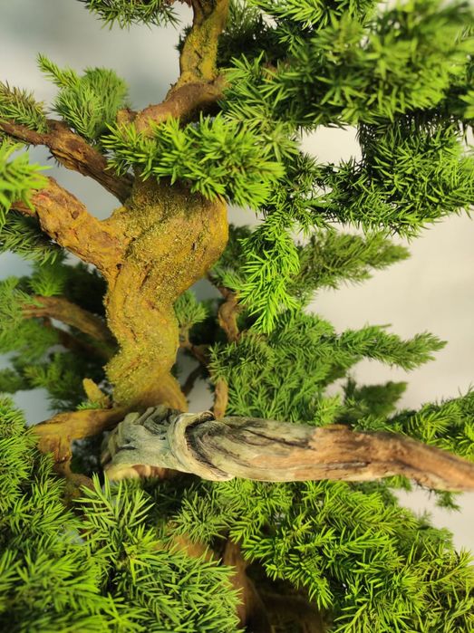 Продам Бонсай (голубой мозжевельник)