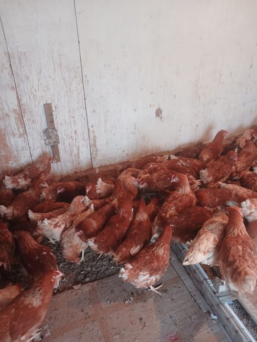 Ламан браун тауык