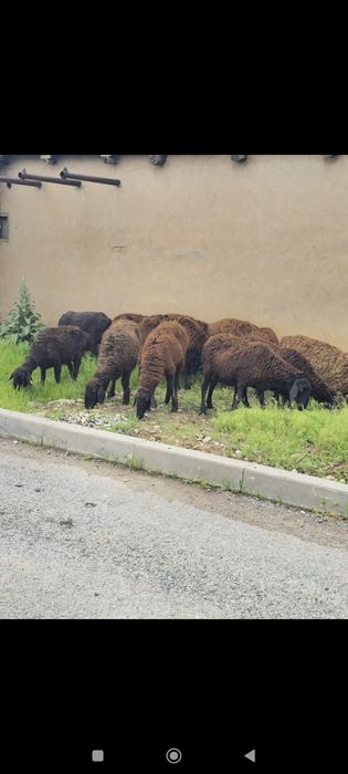 Қойлар тур 11бас