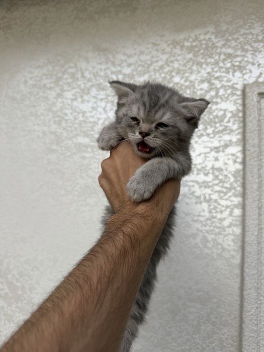Scottish fold va strite