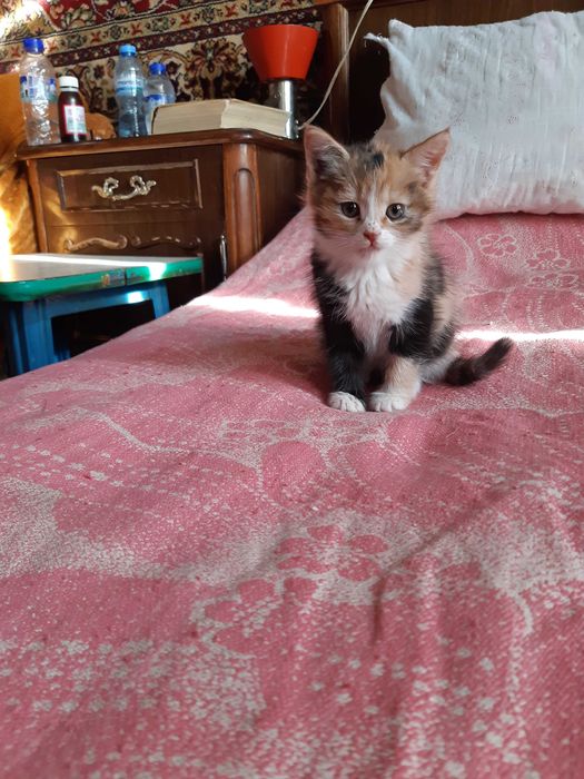 Здравствуйте отдам даром котят