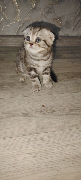 Котята страйт скоттиш