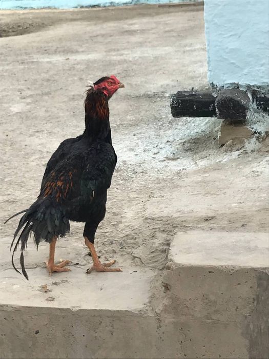 куланги  ийул бошига чиккан