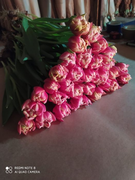 Оптом  тюльпаны и розницу