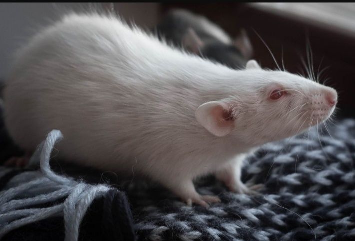 Крыс пацан на обмен