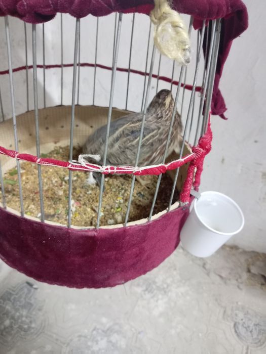 Италияа хуроз бедана сотилади