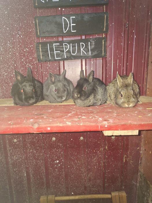 Iepuri pitici de vânzare