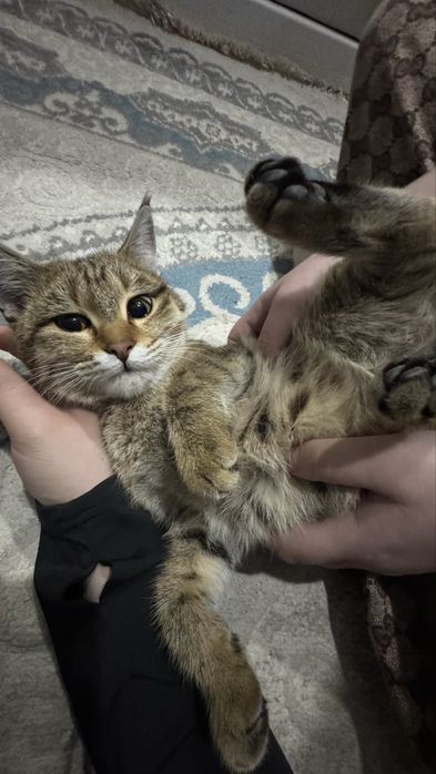 Срочно отдам хорошие руки