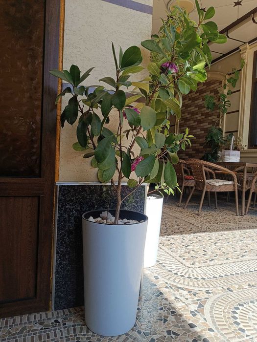 Гуллар. Хонаки гуллар сотилади арзонга