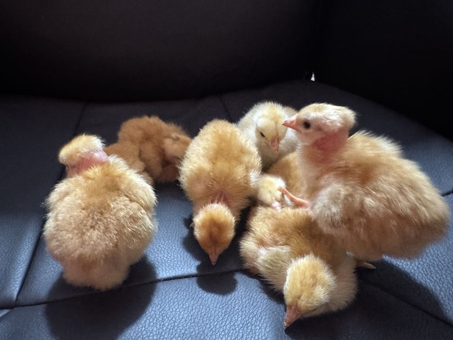 Продам  домашних цыплят