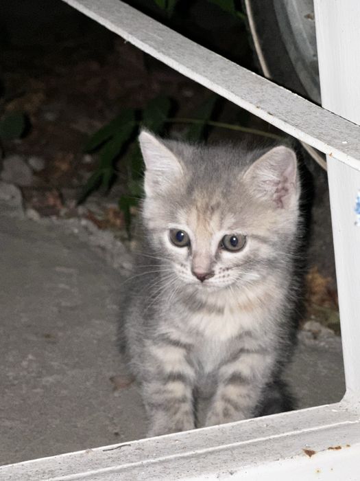 2 котенка девочки Бесплатно!