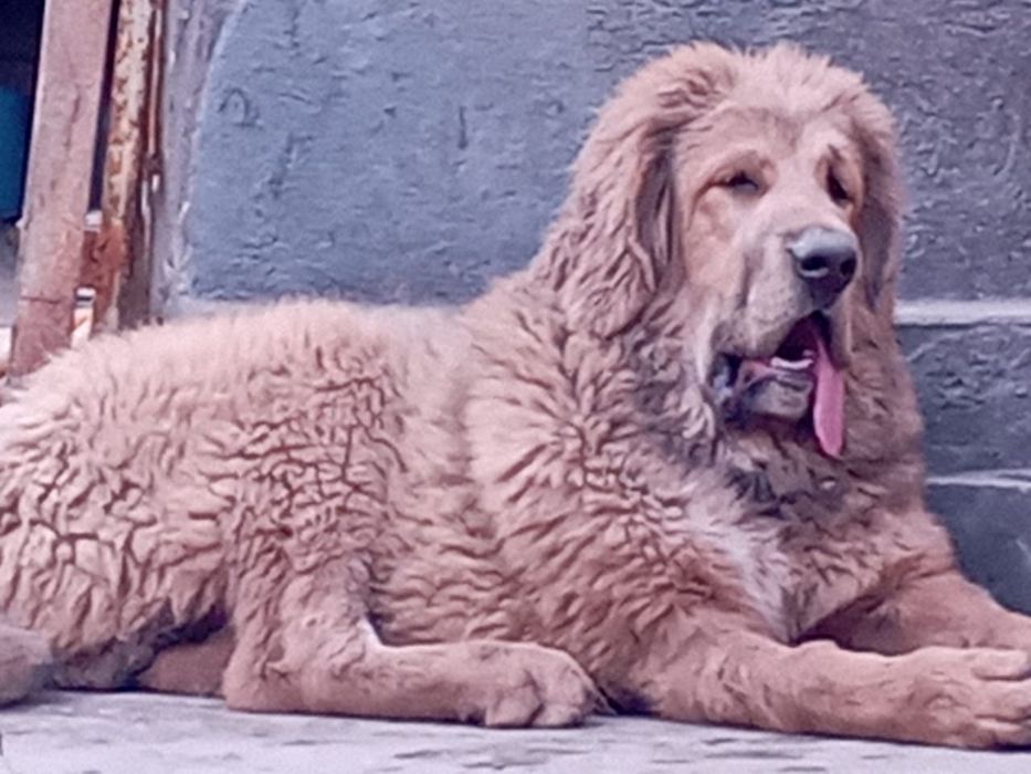 вязка тибесткий мастиф кобель