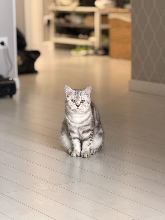Британский кот 10 месяцев