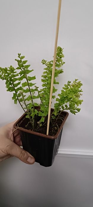 Папоротник:3500 тенге