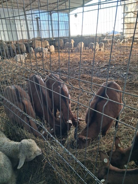 Vând 6 iede alpina franceza