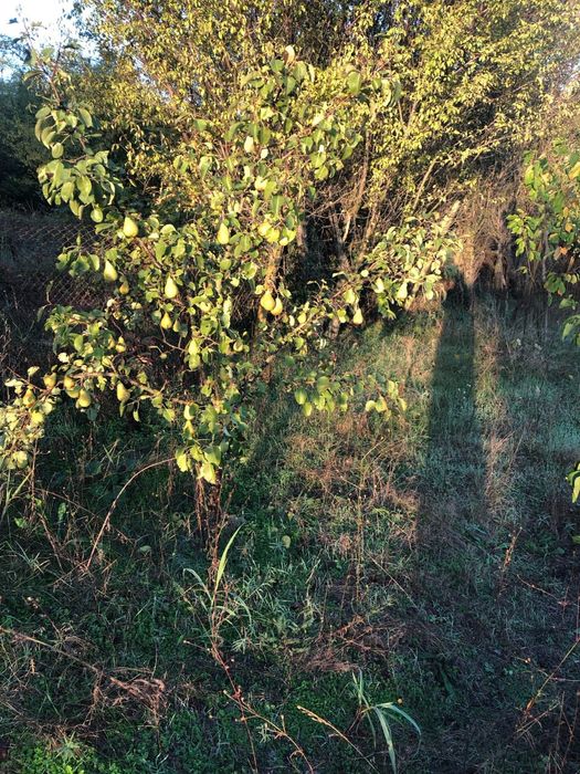 Продава се Къща в с. Българка, Област Силистра - 50 кв.м за 459 €/кв.м - Снимка #20