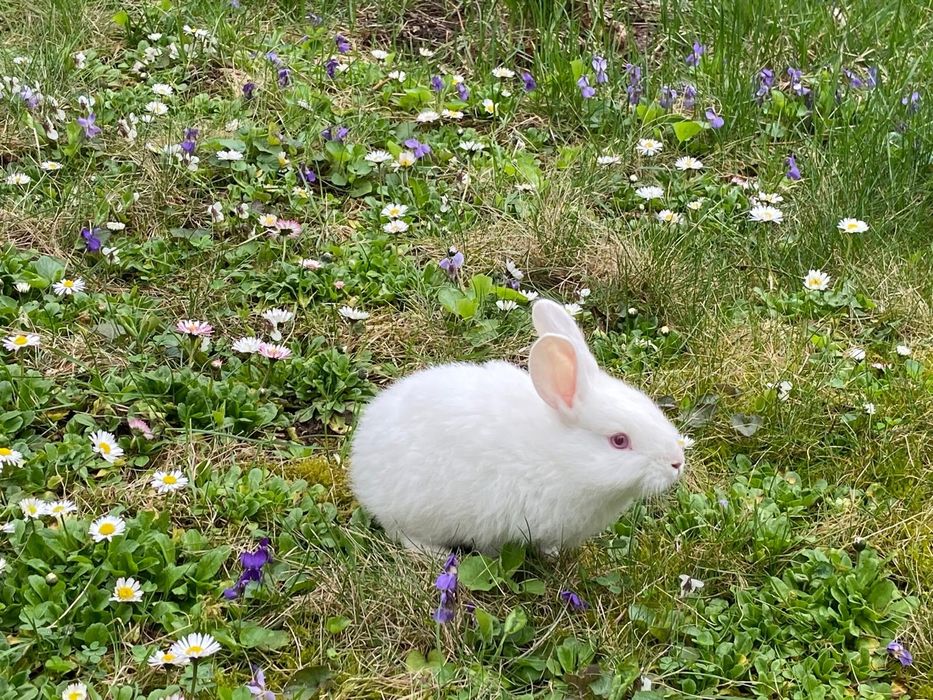 Pui de iepurasi albi