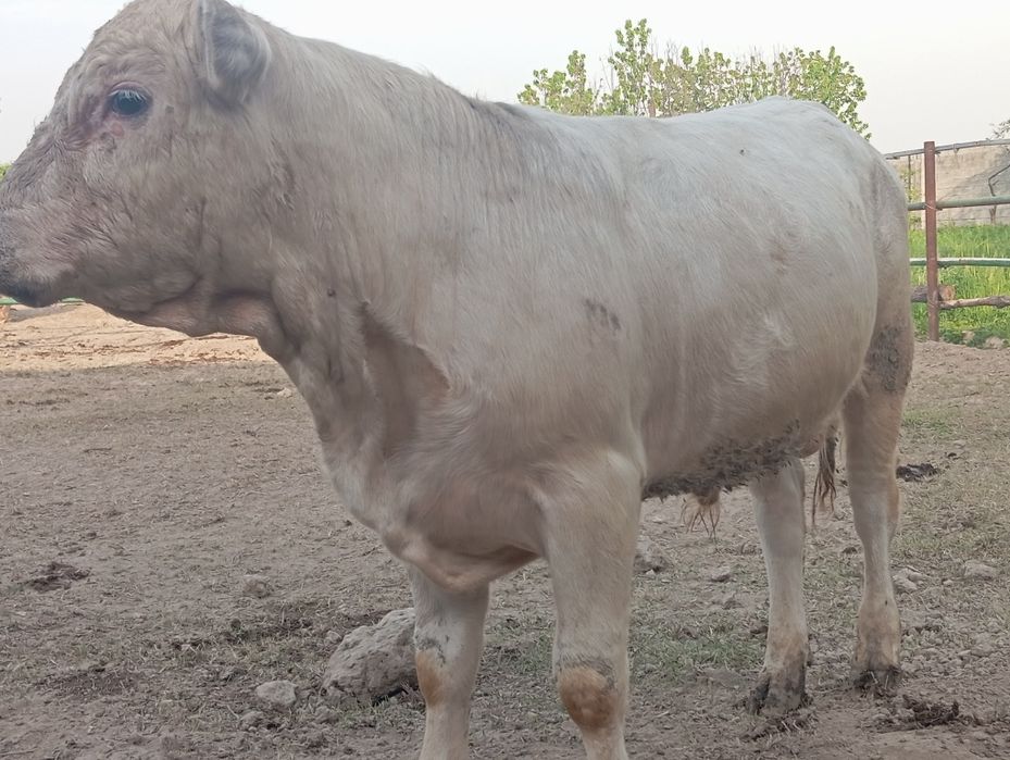 Зотор бука сотилади шаралел