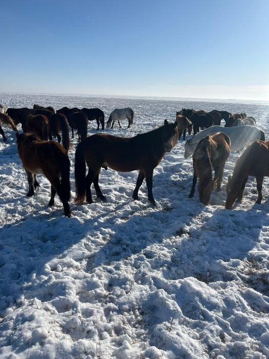 Жеребцы,отлично держат косяк