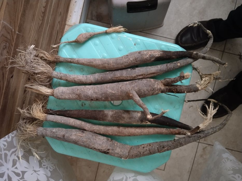 Каврак кучатлари Улжан uljon