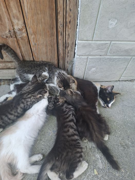 Милые котята,ждут тебя!