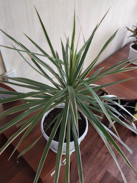 Драцена в новом горшке