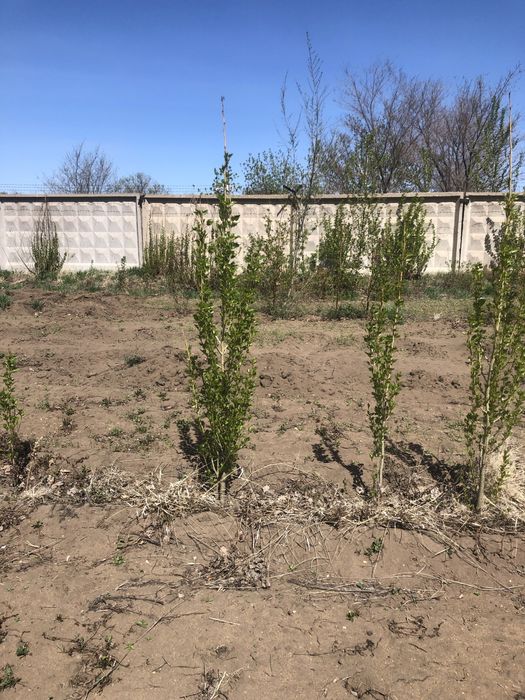 Саженцы всех видов