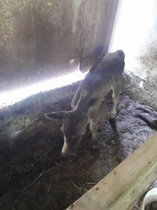 Домашний телёнок родился 1 месяц назад