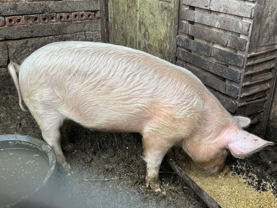 Продавам млади прасета