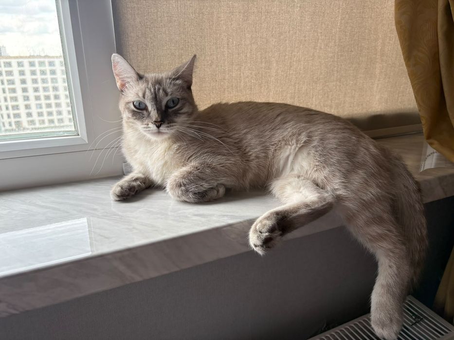 Кошка домашняя стерилизованный