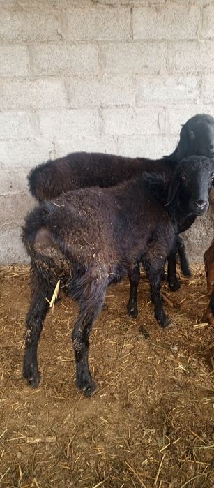 Qoʻchqor erkak echki  sotiladi kelishilgan holda