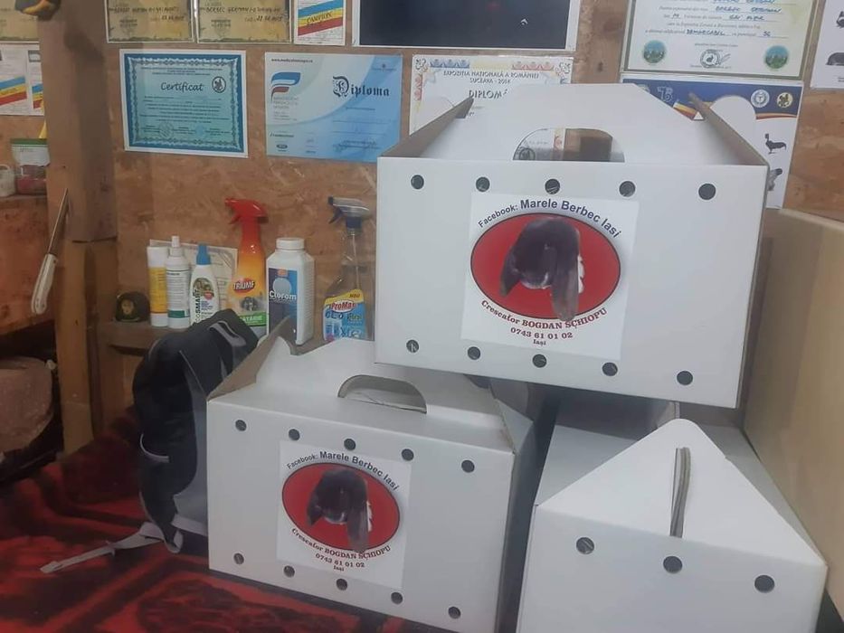 Berbec german rasa pură!!