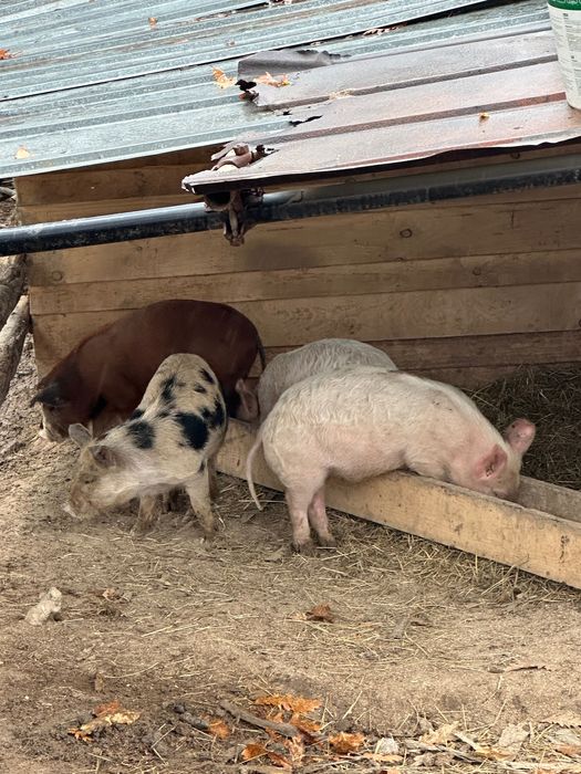 Продавам прасета