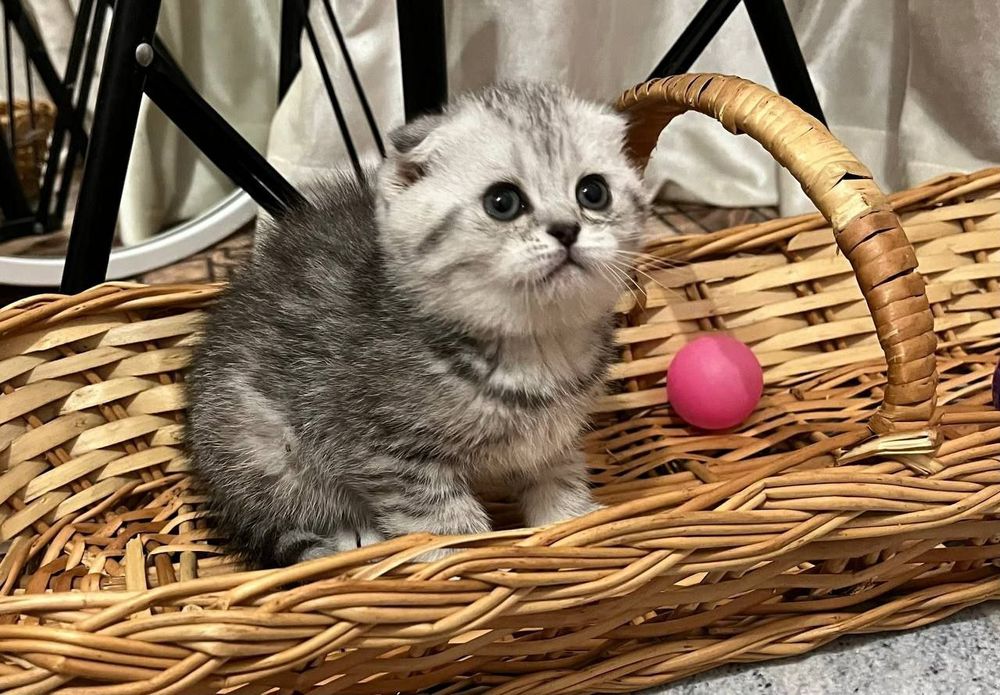 Скоттиш фолд девочка Серебристая Шиншилла