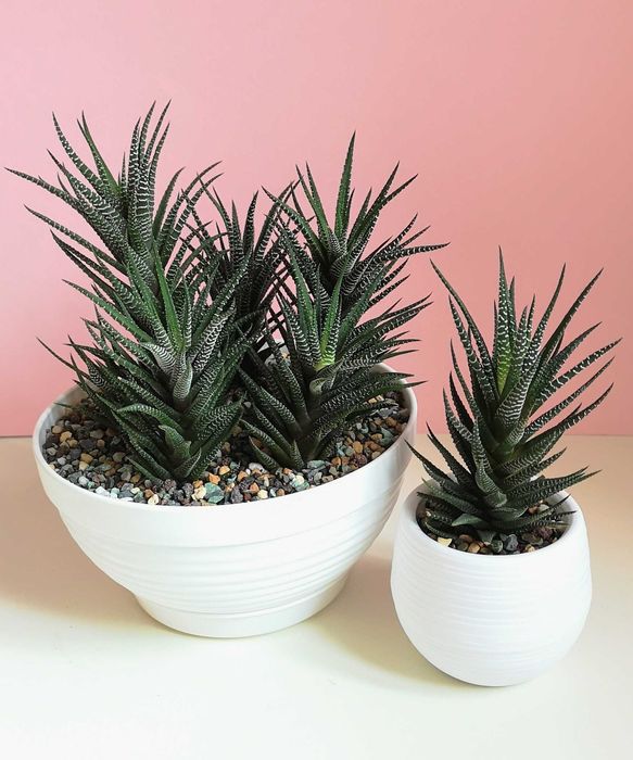 Хавортия, суккулент