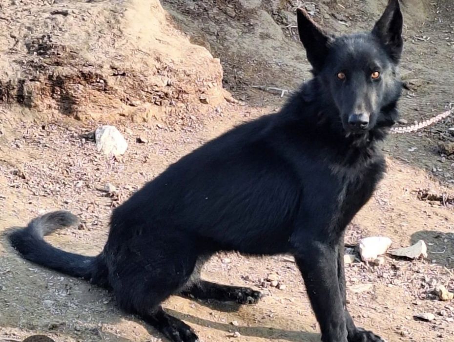 Chiroyli va aqlli Avcharka kuchukchalari sotiladi