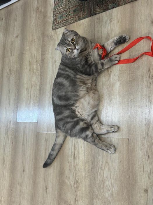 Отдам в хорошие руки кота